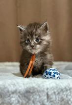 Maine Coon kittens met stamboom & garantiecontract 2 poesjes, Meerdere dieren, Gechipt, 0 tot 2 jaar
