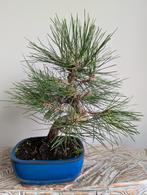 Pinus Thunbergii bonsai, Ophalen of Verzenden, Overige soorten, Halfschaduw