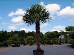 palmboom onderhoud, 100 tot 250 cm, Zomer, Palmboom, Ophalen