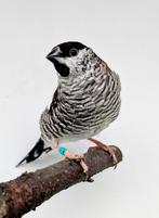 Mooi koppel Ceresamadines, Dieren en Toebehoren, Meerdere dieren