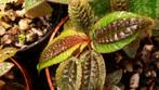 Triolena pustulata prachtige kleine terrariumplant Ecuador, Ophalen of Verzenden, Overige soorten, Minder dan 100 cm