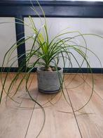 Leuke Beaucarnea / Olifantspoot, 3 knollen, Huis en Inrichting, Kamerplanten, Overige soorten, Minder dan 100 cm, Halfschaduw