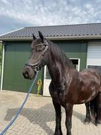 Lieve allround friese ruin, Dieren en Toebehoren, Paarden, Gechipt, Ruin, Dressuurpaard, L