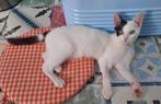 Jarela, Edgar, gered uit een greppel, 12-2-2025, Dieren en Toebehoren, Kater, Kortharig, 0 tot 2 jaar