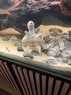 Softshell turtle/ weekschildpad, Dieren en Toebehoren, Vis
