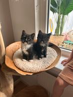 Nog 2 schitterende  sibirsche kittens beschibaar, Dieren en Toebehoren, Katten en Kittens | Raskatten | Langhaar, Meerdere dieren