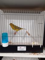 agaat geel intensief split opaal mannen, Dieren en Toebehoren, Vogels | Kanaries, Mannelijk, Kleurkanarie