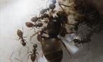 Lasius niger, Dieren en Toebehoren, Insecten en Spinnen, Mieren
