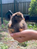 Zijderhoender kuikens te koop, Dieren en Toebehoren, Pluimvee, Meerdere dieren, Kip