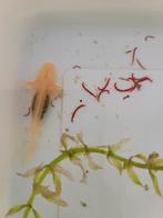 Albino axolotl's, Amfibie, 0 tot 2 jaar