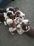 Raszuivere Australian Sheperd  pups, CDV (hondenziekte), 8 tot 15 weken, Meerdere dieren, Eén hond