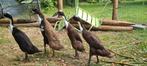 Indische loopeend / flesseneend, Meerdere dieren, Tropenvogel