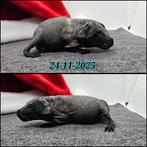 Skinny beertje, Dieren en Toebehoren, Cavia, Mannelijk, November, Tam