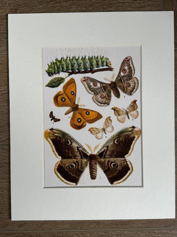 1926 Vlinders / Nachtvlinders L I T H O, Antiek en Kunst, Kunst | Etsen en Gravures, Ophalen of Verzenden