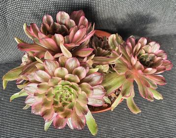 Aeonium Lotus beschikbaar voor biedingen
