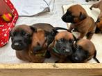 Mechelse Herder Pups – 5x reu / 4x teef, Dieren en Toebehoren, Honden | Herdershonden en Veedrijvers, 8 tot 15 weken, CDV (hondenziekte)