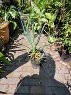winterharde yucca, Ophalen, Zomer, Overige soorten, Volle zon