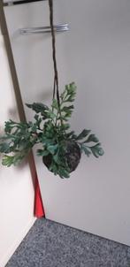 Leuke diverse hangplantjes uit rookvrij huis, Ophalen of Verzenden