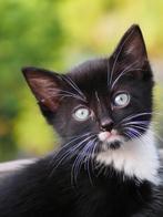 Kittens van Fee, Meerdere dieren, Ontwormd, 0 tot 2 jaar