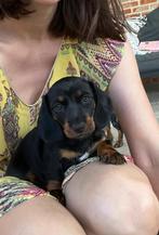 Dwergteckel te koop, Dieren en Toebehoren, Honden | Teckels en Dashonden, België, Particulier, 8 tot 15 weken, Korthaar