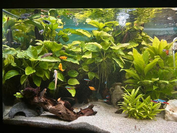 Opzoek ik verkoop niets, Dieren en Toebehoren, Vissen | Aquariumvissen, Zoetwatervis, Vis, Schoolvis