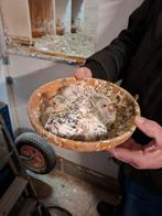 Jonge postduiven, Geslacht onbekend, Postduif