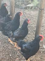 Jonge dubbelgezoomde barnevelders hanen, Dieren en Toebehoren, Pluimvee, Mannelijk, Kip