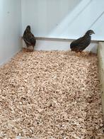 Chinese Dwergkwartel hanen, Dieren en Toebehoren, Mannelijk