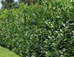 Goedkope groene laurierhagen, laurierhaag en laurier, Tuin en Terras, Ophalen of Verzenden, Laurier, Haag, 100 tot 250 cm