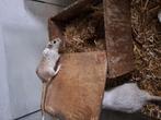 Koppel gerbils, Dieren en Toebehoren, Januari, Meerdere dieren, Overige typen