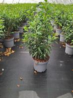 Prunus lusitanica ‘Angustifolia’ haagplanten in pot, Ophalen of Verzenden, Laurier, Minder dan 100 cm