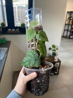 Monstera dubia, Ophalen of Verzenden, In pot, Minder dan 100 cm, Volle zon