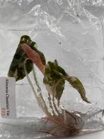 Alocasia Chantrieri Pink Variegata TC tissue culture planten, Huis en Inrichting, Kamerplanten, Overige soorten, In pot, Minder dan 100 cm