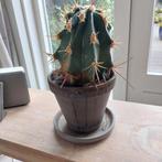 Bol Cactus / Echino Cactus, Huis en Inrichting, Kamerplanten, Ophalen, Minder dan 100 cm, Volle zon, In pot