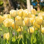 Prachtige tulpenbollen - unieke kleuren voor een droomtuin, Tuin en Terras, Bloembollen en Zaden, Ophalen of Verzenden