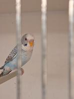 Split blackface blackwing dun fallow kans grijsvleugel, Meerdere dieren, Parkiet