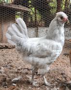 Easter eggers haantje, licht blauw, Dieren en Toebehoren, Pluimvee, Mannelijk, Kip