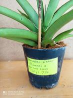 Sanseveria chanin Potmaat 12 nummer C1015, Huis en Inrichting, Ophalen of Verzenden, Halfschaduw, Minder dan 100 cm