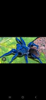 Lasiocyano sazimai met terrarium, Dieren en Toebehoren