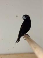 Hadesnonnen, lonchura stygia, Dieren en Toebehoren, Meerdere dieren, Geringd