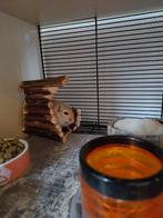 Vrouwtjes gerbil aangeboden, Augustus, Vrouwelijk, Overige typen