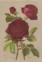 Roos Louis van Houtte Chromolitho door H. Friese Botanische, Antiek en Kunst, Ophalen of Verzenden