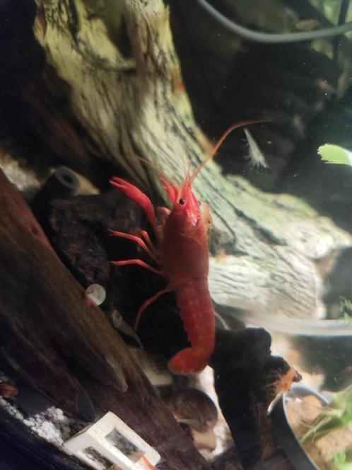 Jonge witte of rode kreeften. 2,50 euro per stuk., Dieren en Toebehoren, Vissen | Aquariumvissen, Vis