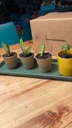 Stekjes, Ophalen, Halfschaduw, Minder dan 100 cm