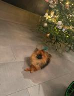 Pomeriaan teefje 1,5 jaar, Dieren en Toebehoren, Honden | Poolhonden, Keeshonden en Oertypen, 1 tot 2 jaar, Teef, Eén hond, Nederland