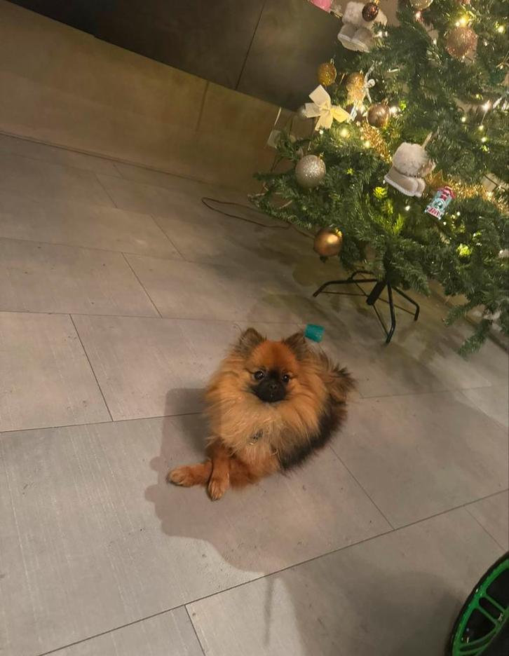 Pomeriaan teefje 1,5 jaar, Dieren en Toebehoren, Honden | Poolhonden, Keeshonden en Oertypen, Teef, Keeshond, Particulier, Eén hond