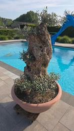 olijfboom olea silverstris, Tuin en Terras, Planten | Bomen, 100 tot 250 cm, Olijfboom, Ophalen, Volle zon