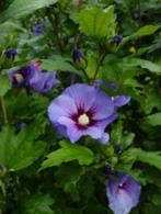 Zaden Hibiscus syriaca paars, Verzenden, Volle zon