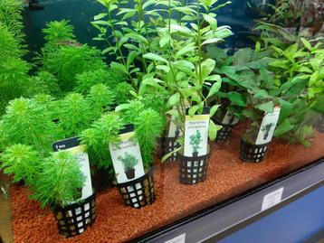 Diverse aquariumplanten in de winkel! beschikbaar voor biedingen
