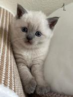 British Shorthair kitten zoekt een goed thuis, Poes, Ontwormd, 0 tot 2 jaar